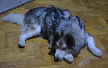 (photo)