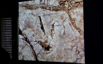 (photo)