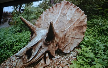 (photo)