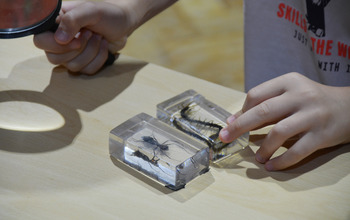(photo)